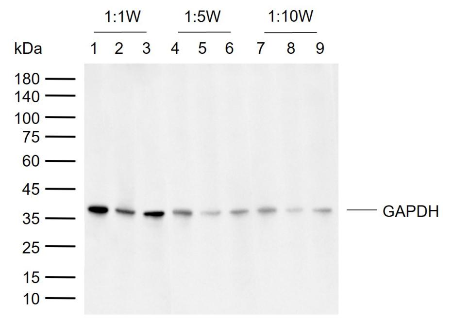 Rabbit anti-GAPDH Polyclonal Antibody