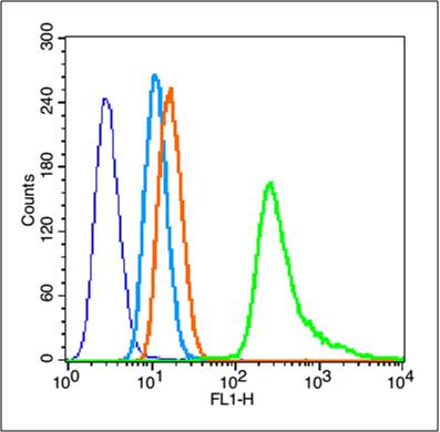 Rabbit anti-Phospho-Vimentin(Ser56) Polyclonal Antibody
