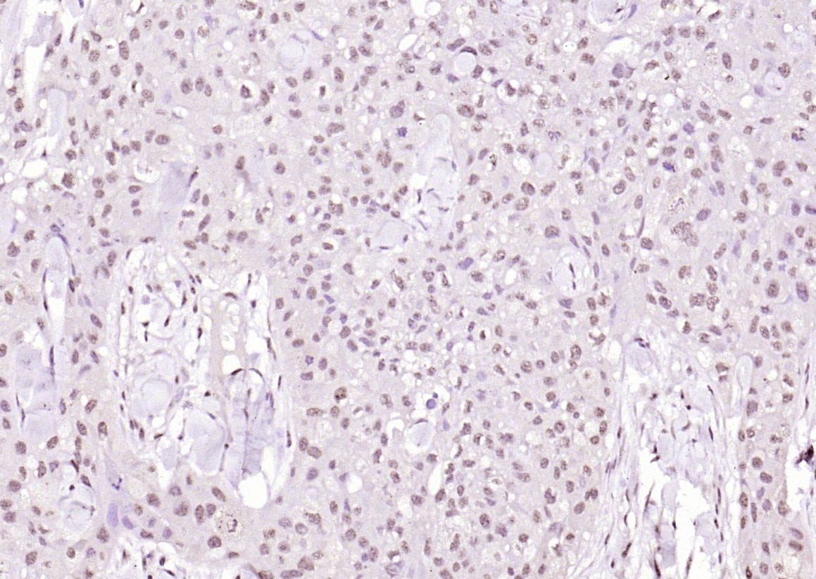 Rabbit anti-Phospho-Cyclin B1(Ser126) Polyclonal Antibody