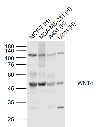 Rabbit anti-WNT4 Polyclonal Antibody