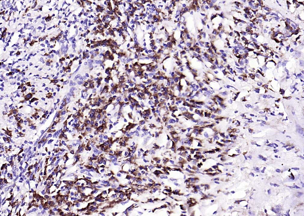 Rabbit anti-Phospho-PKR(Thr446) Monoclonal Antibody