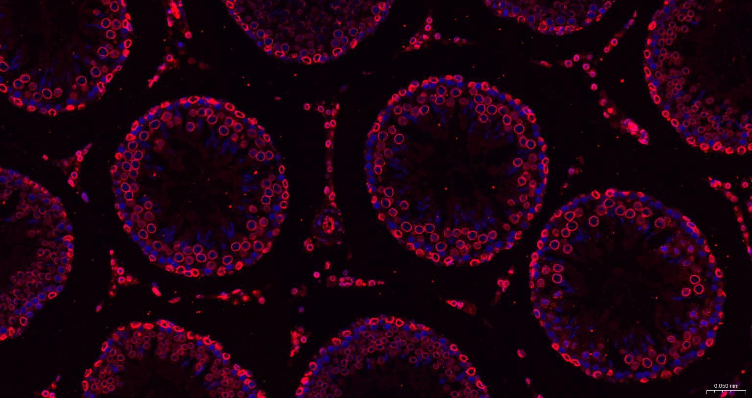Rabbit anti-Lamin B1 Monoclonal Antibody