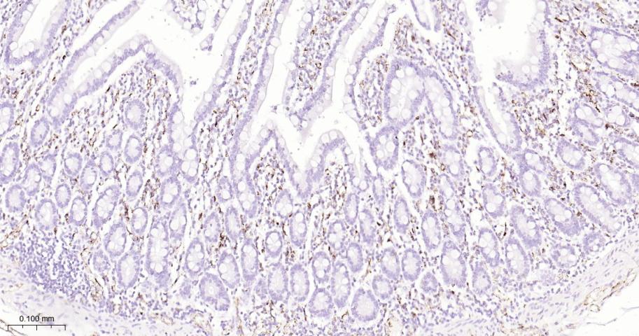 Mouse anti-CD31 Monoclonal Antibody