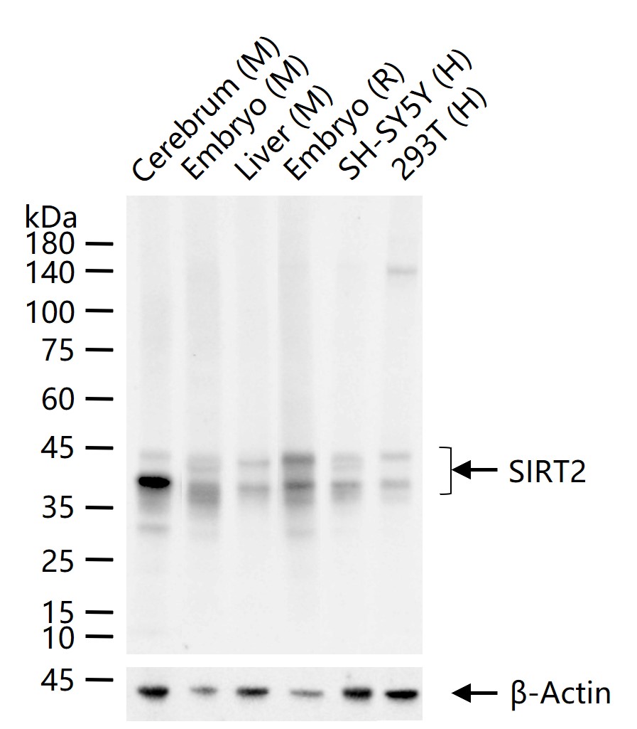 Rabbit anti-SIRT2 Monoclonal Antibody