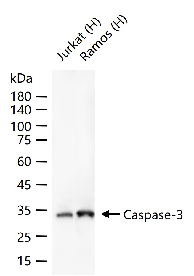 Rabbit anti-Caspase-3 Monoclonal Antibody