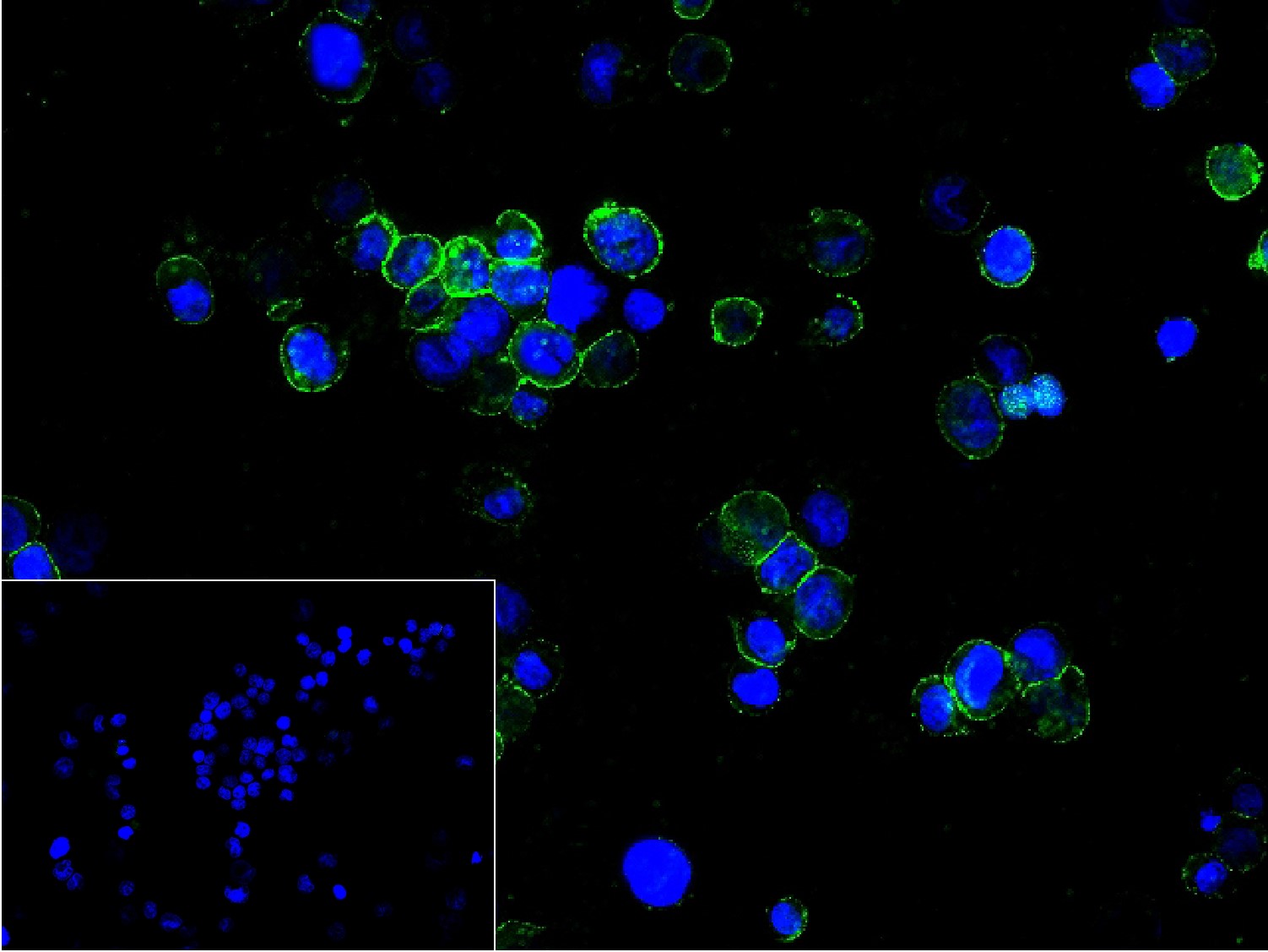 Mouse anti-CD31 Monoclonal Antibody