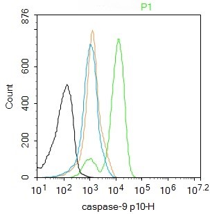 Rabbit anti-caspase-9 p10 Polyclonal Antibody