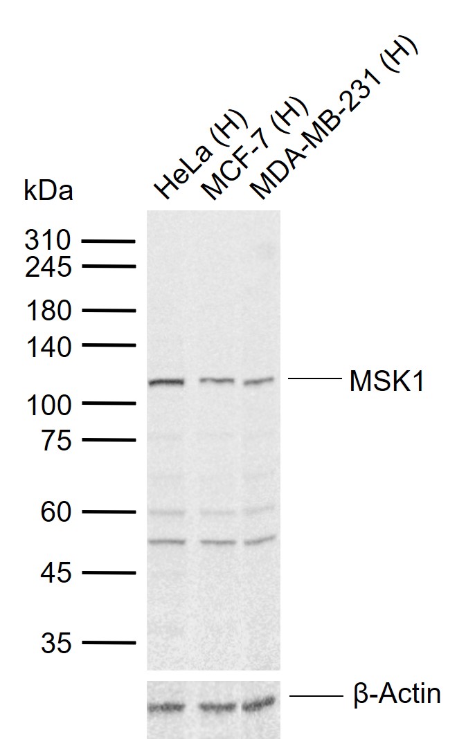 Rabbit Anti-MSK1/2 Polyclonal Antibody