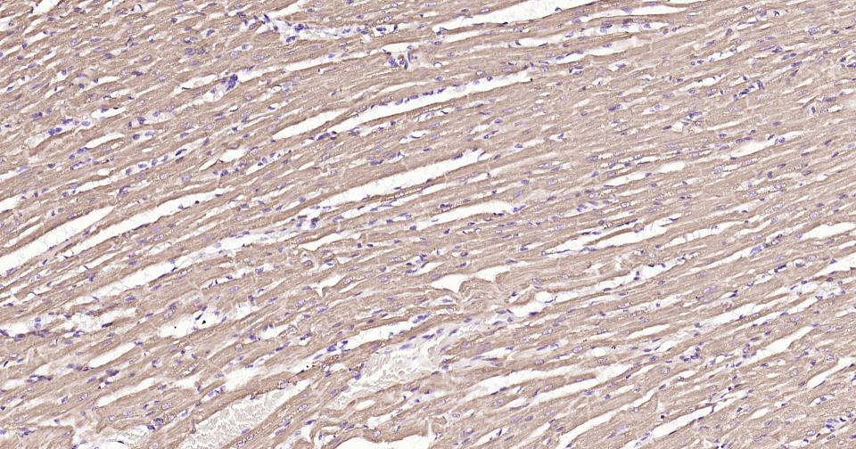 Rabbit anti-Cytochrome C Monoclonal Antibody