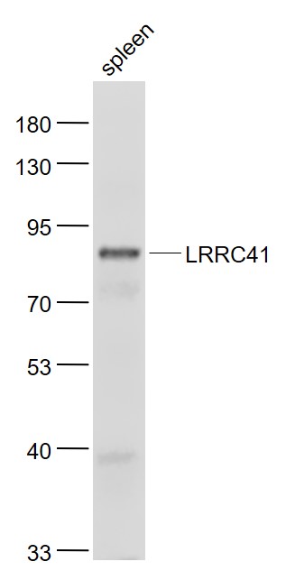 Rabbit Anti-LRRC41 Polyclonal Antibody