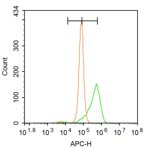 Rabbit anti-Phospho-Bcl-2(Ser70) Polyclonal Antibody