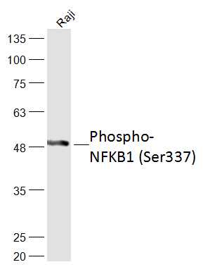 Rabbit anti-Phospho-NFKB1(Ser337) Polyclonal Antibody