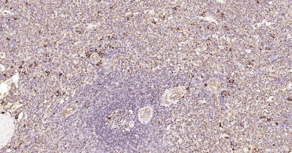 Rabbit anti-CD9 Monoclonal Antibody