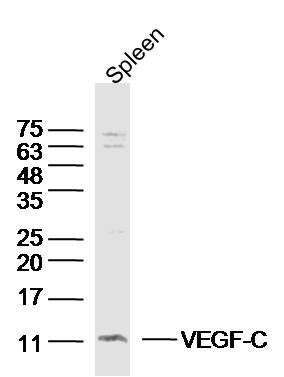 Rabbit anti-VEGF-C Polyclonal Antibody