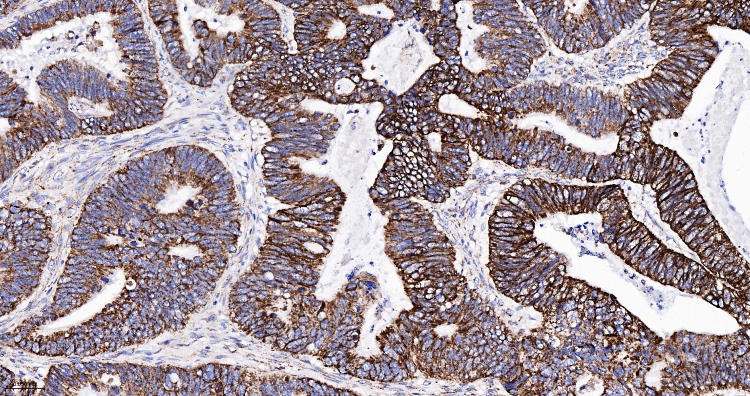 Rabbit anti-Cytochrome C Monoclonal Antibody