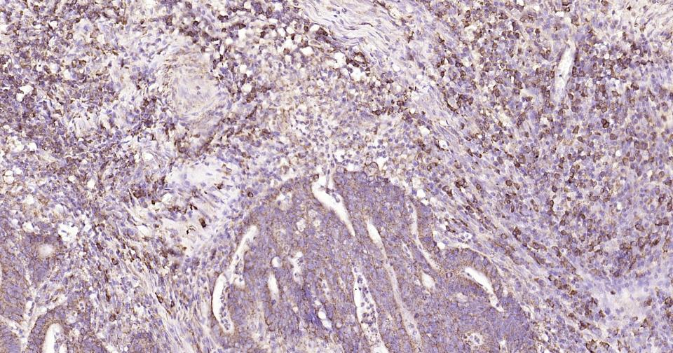 Rabbit anti-CD9 Monoclonal Antibody