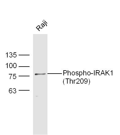 Rabbit anti-Phospho-IRAK1(Thr209) Polyclonal Antibody