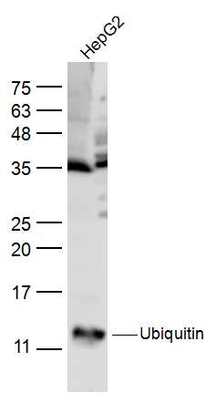 Rabbit anti-Ubiquitin Polyclonal Antibody