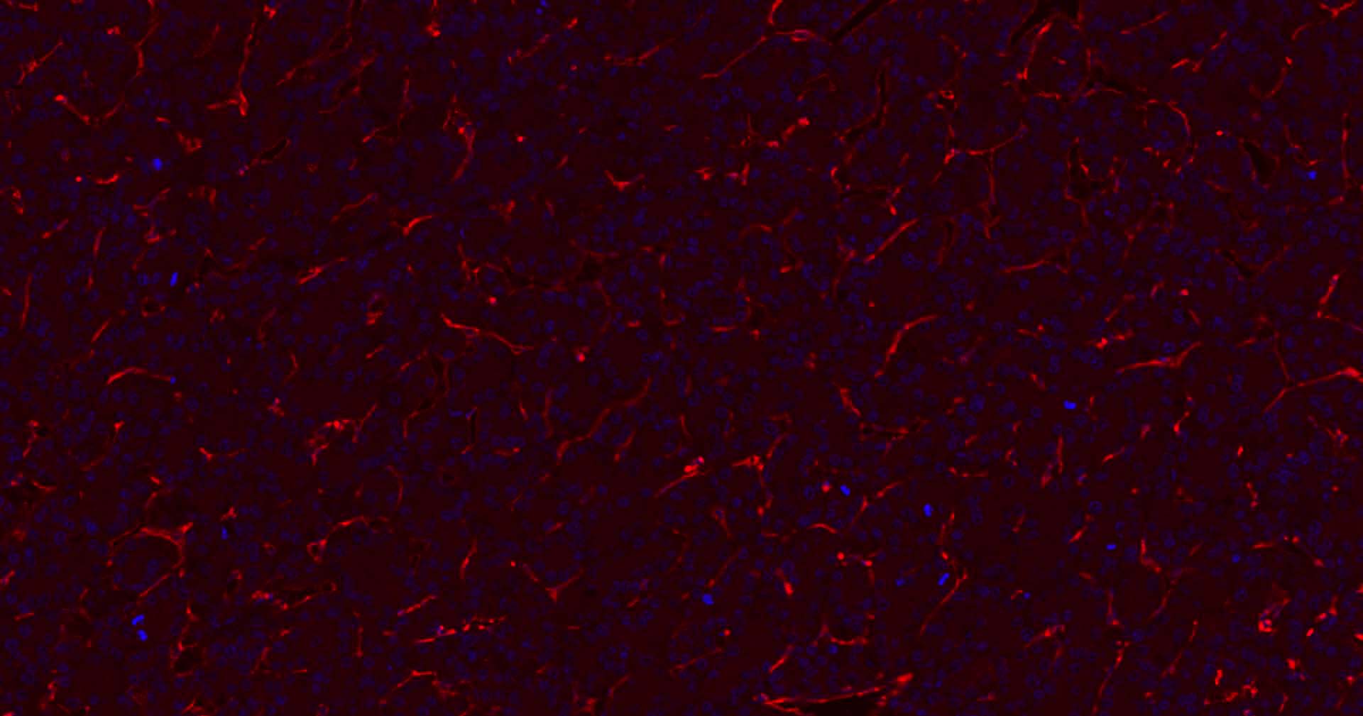 Mouse anti-CD31 Monoclonal Antibody