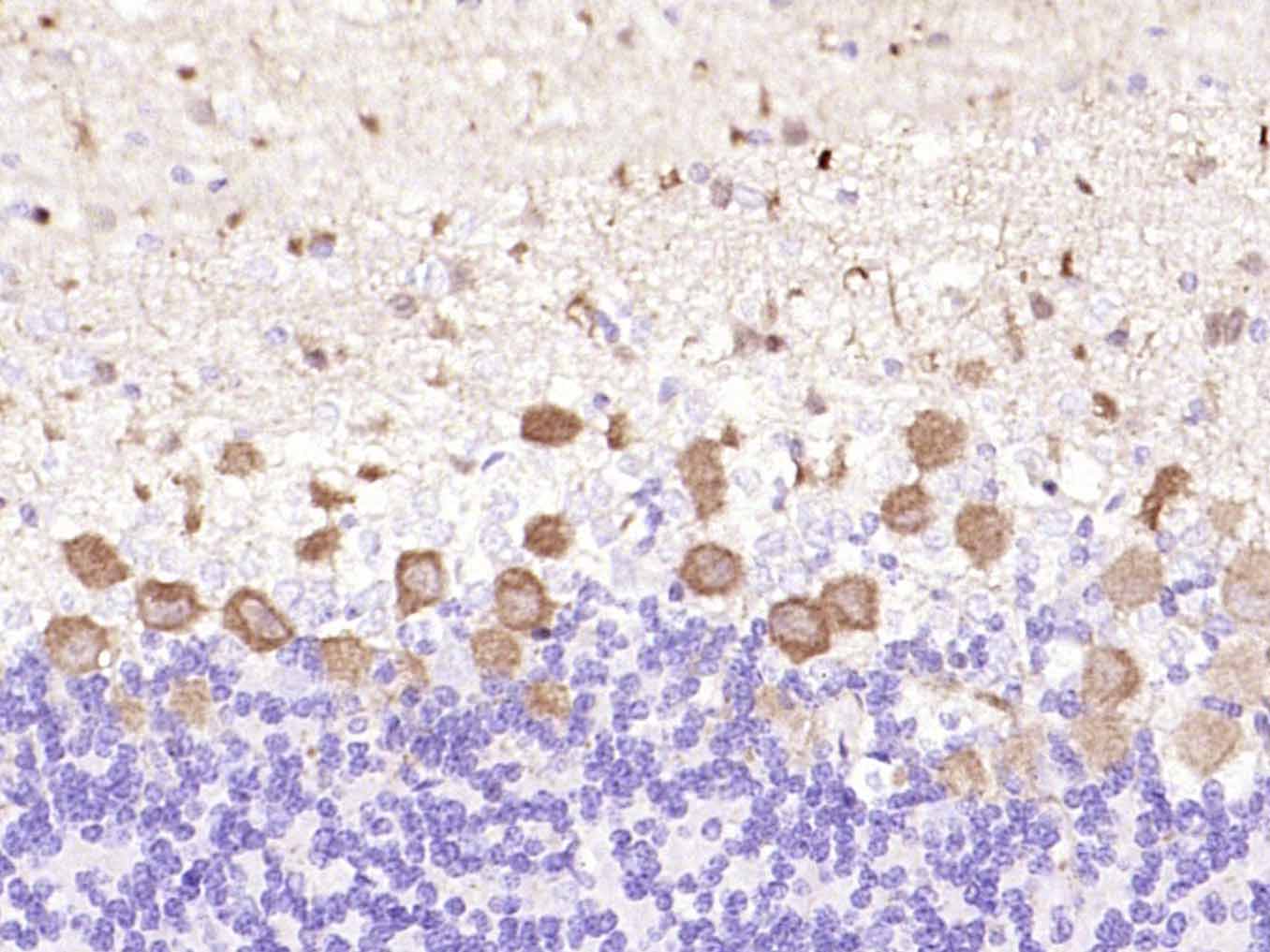 Rabbit anti-PKC δ Monoclonal Antibody