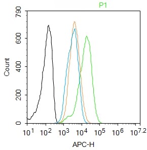 Rabbit anti-Phospho-IKBα(Tyr305) Polyclonal Antibody