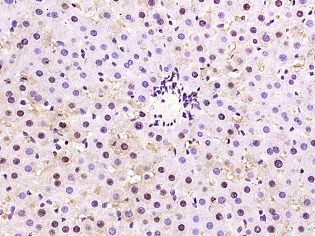 Rabbit anti-Phospho-AMPKα-1(Thr183) Polyclonal Antibody