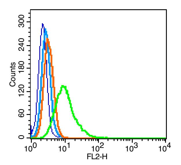 Rabbit anti-Phospho-CREB-1(Ser133) Polyclonal Antibody