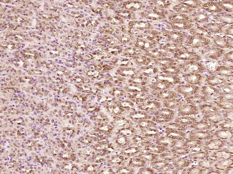 Rabbit anti-Phospho-YB1(Ser102) Polyclonal Antibody