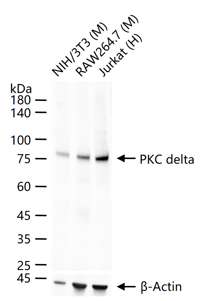Rabbit anti-PKC δ Monoclonal Antibody