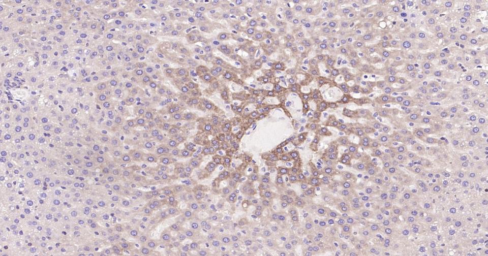 Rabbit anti-Bax Monoclonal Antibody
