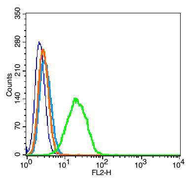 Rabbit anti-Phospho-IRAK1(Thr209) Polyclonal Antibody