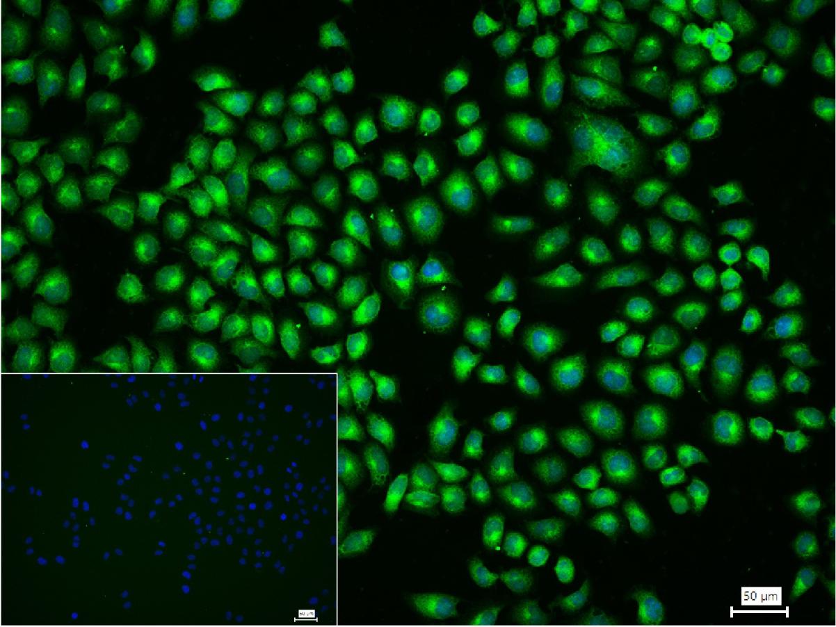 Rabbit anti-CD71/Transferrin Receptor Monoclonal Antibody