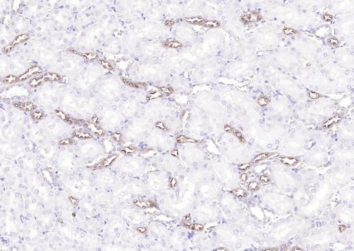 Rabbit anti-Uromodulin Polyclonal Antibody
