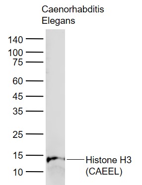 Rabbit anti-Histone H3(CAEEL, Loading Control) Polyclonal Antibody