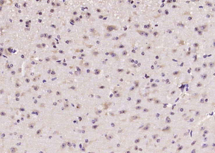 Rabbit anti-Phospho-mTOR(Ser2481) Polyclonal Antibody