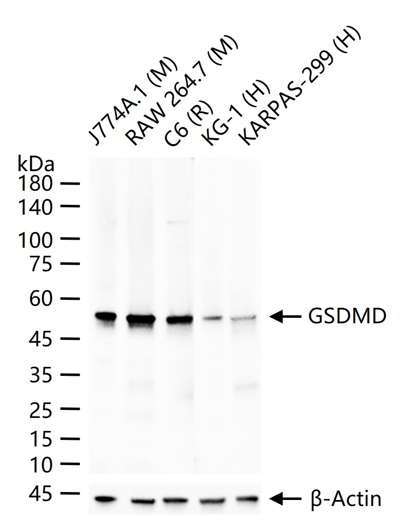 Rabbit anti-DFNA5L Polyclonal Antibody