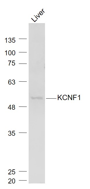 Rabbit Anti-KCNF1 Polyclonal Antibody