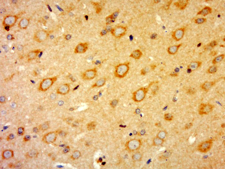 Rabbit anti-G Protein α16 Polyclonal Antibody
