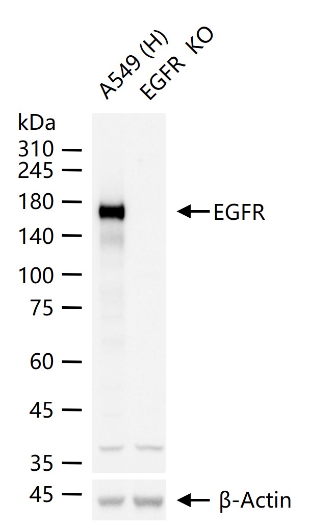 Rabbit anti-EGFR Polyclonal Antibody