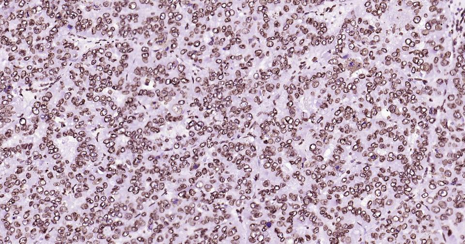Rabbit anti-Lamin B1 Monoclonal Antibody