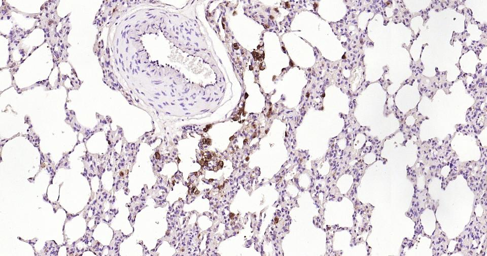 Rabbit anti-Galectin 3 Polyclonal Antibody