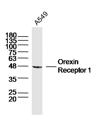 Rabbit anti-Orexin Receptor 1 Polyclonal Antibody
