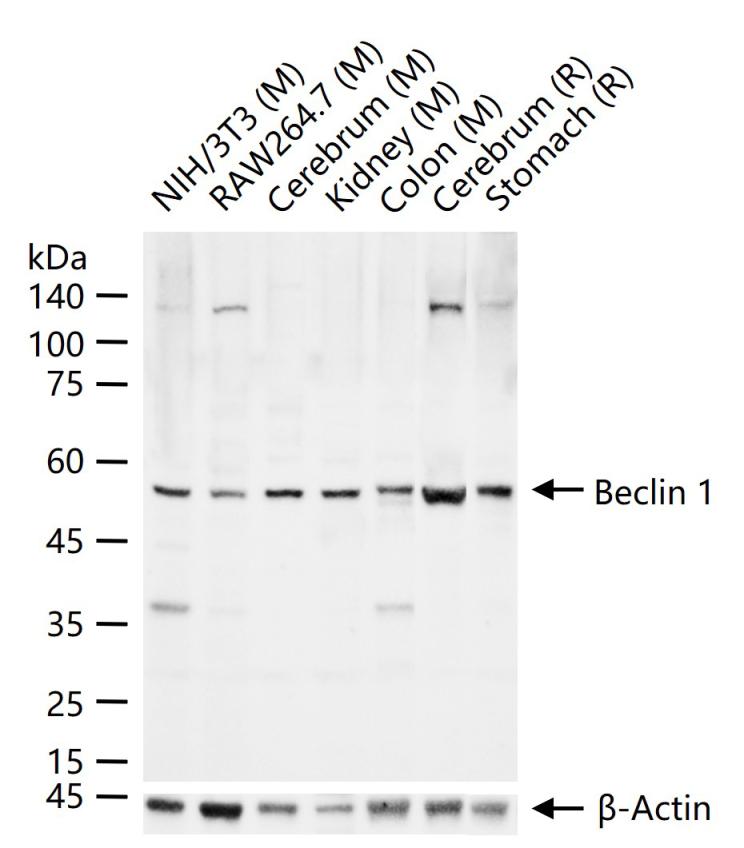 Rabbit anti-Beclin 1 Polyclonal Antibody