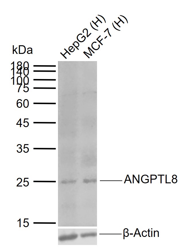 Mouse anti-ANGPTL8 Monoclonal Antibody