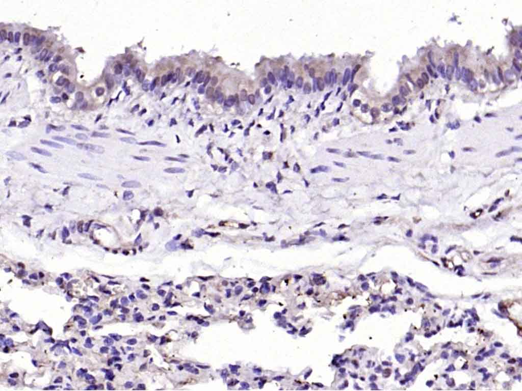 Rabbit anti-Dnmt3a Polyclonal Antibody