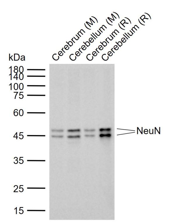 Rabbit anti-NeuN Monoclonal Antibody