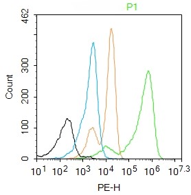 Rabbit Anti-HOXB4 Polyclonal Antibody
