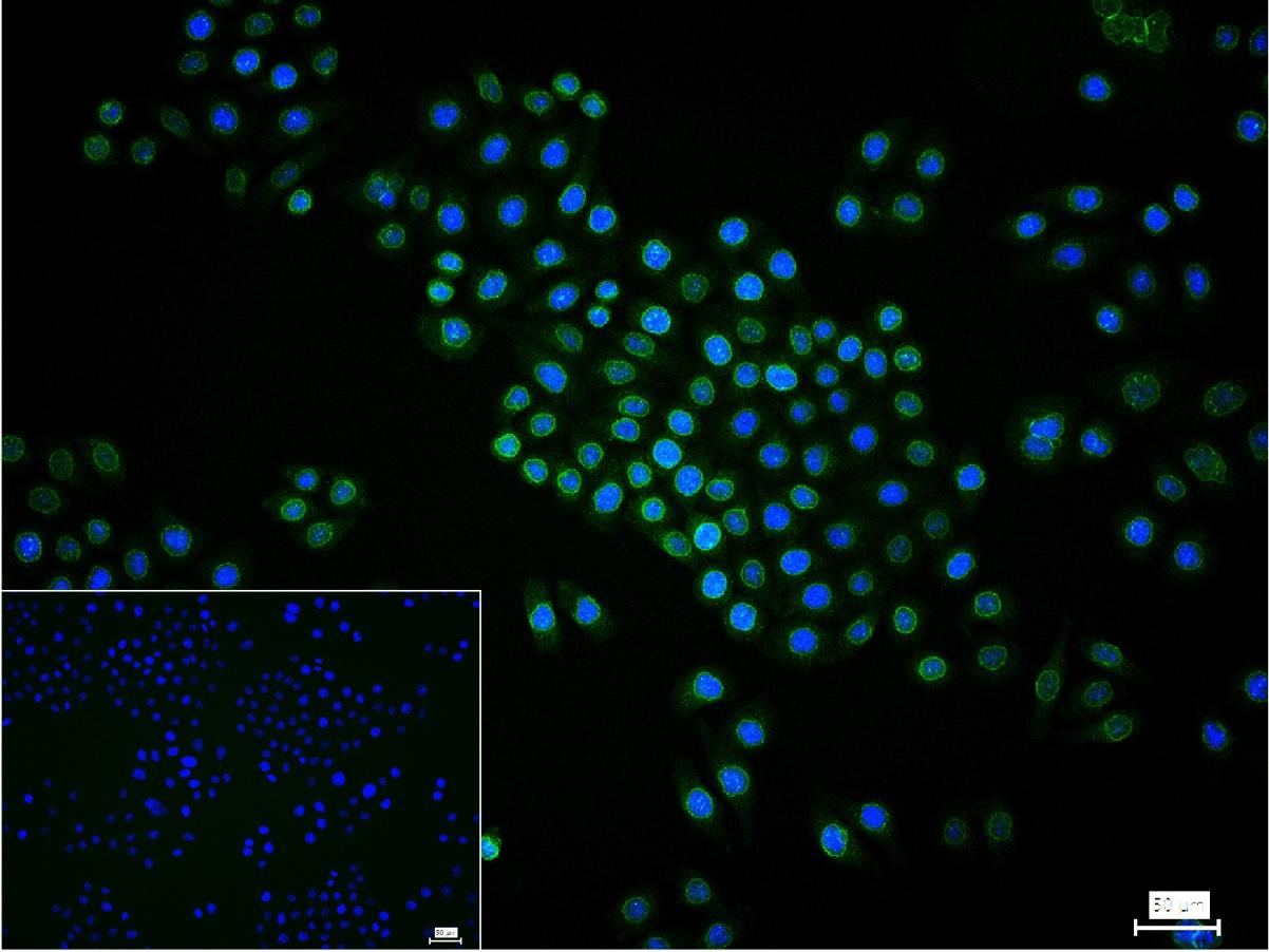 Rabbit anti-Lamin B1 Monoclonal Antibody
