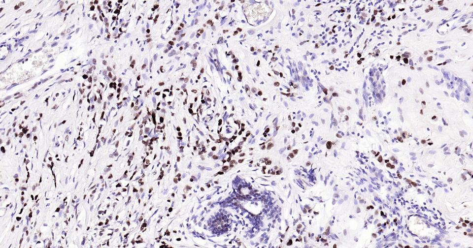 Rabbit anti-PCNA(Nuclear Loading Control) Monoclonal Antibody