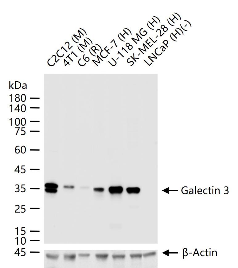 Rabbit anti-Galectin 3 Polyclonal Antibody